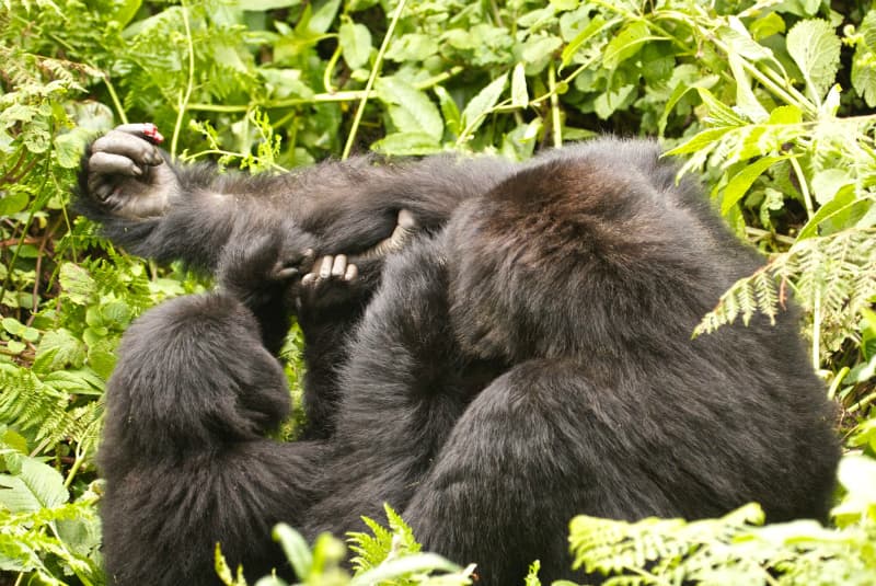 lee fuller gorillas on the list mom with baby geoex