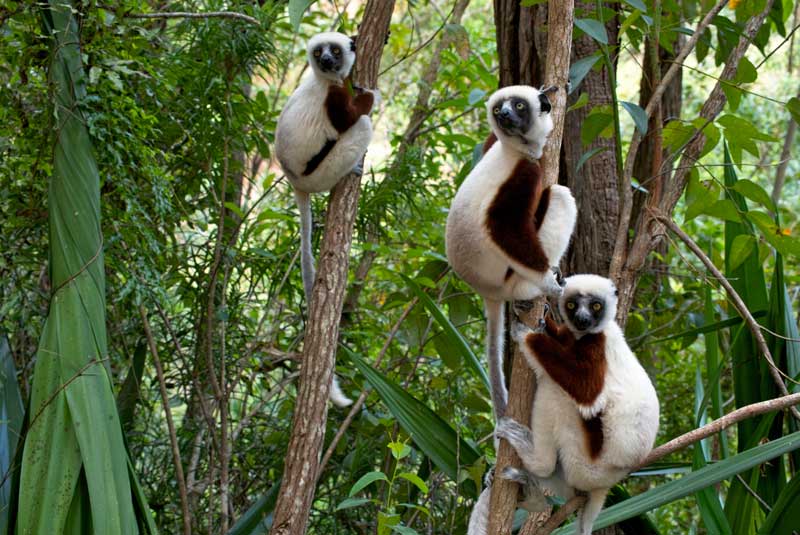 madagascar wildlife coquerels sifakas geoex