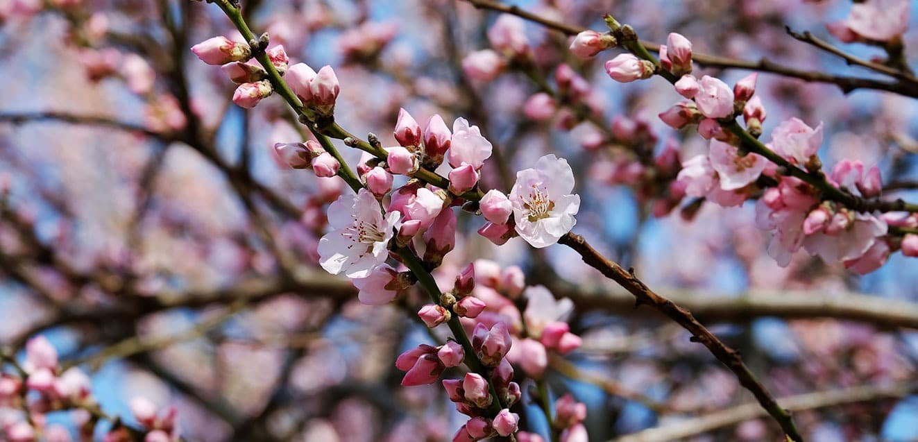 main japan cherry tree blossoms blue sky