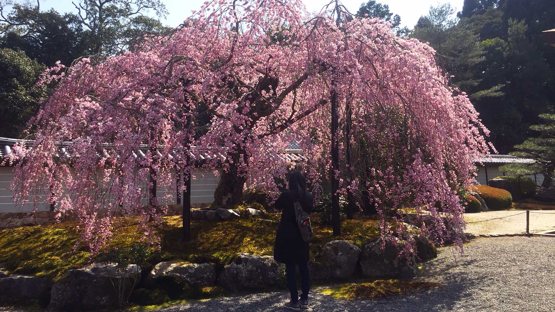 main japan kyoto in bloom cherry tree photographer