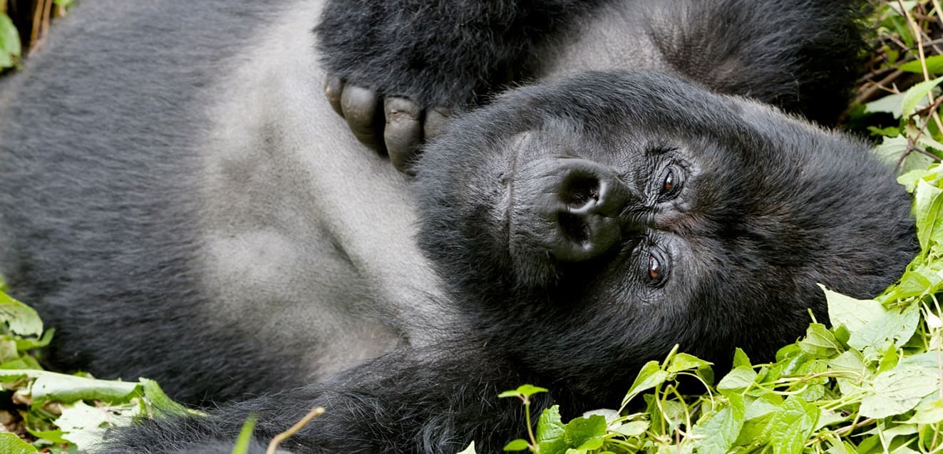 main rwanda volcanoes silverback gorilla laying down