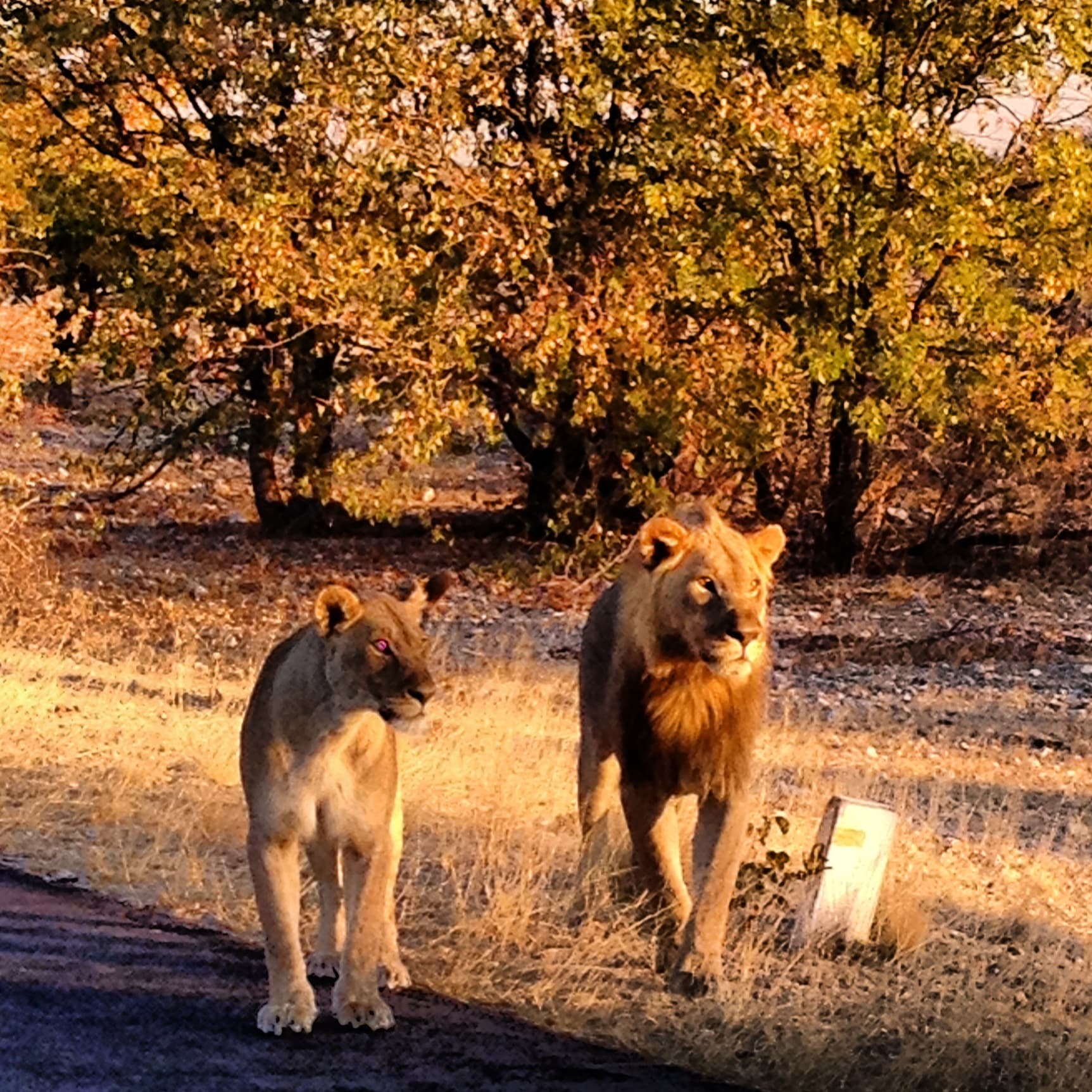 namibian highlights etosha