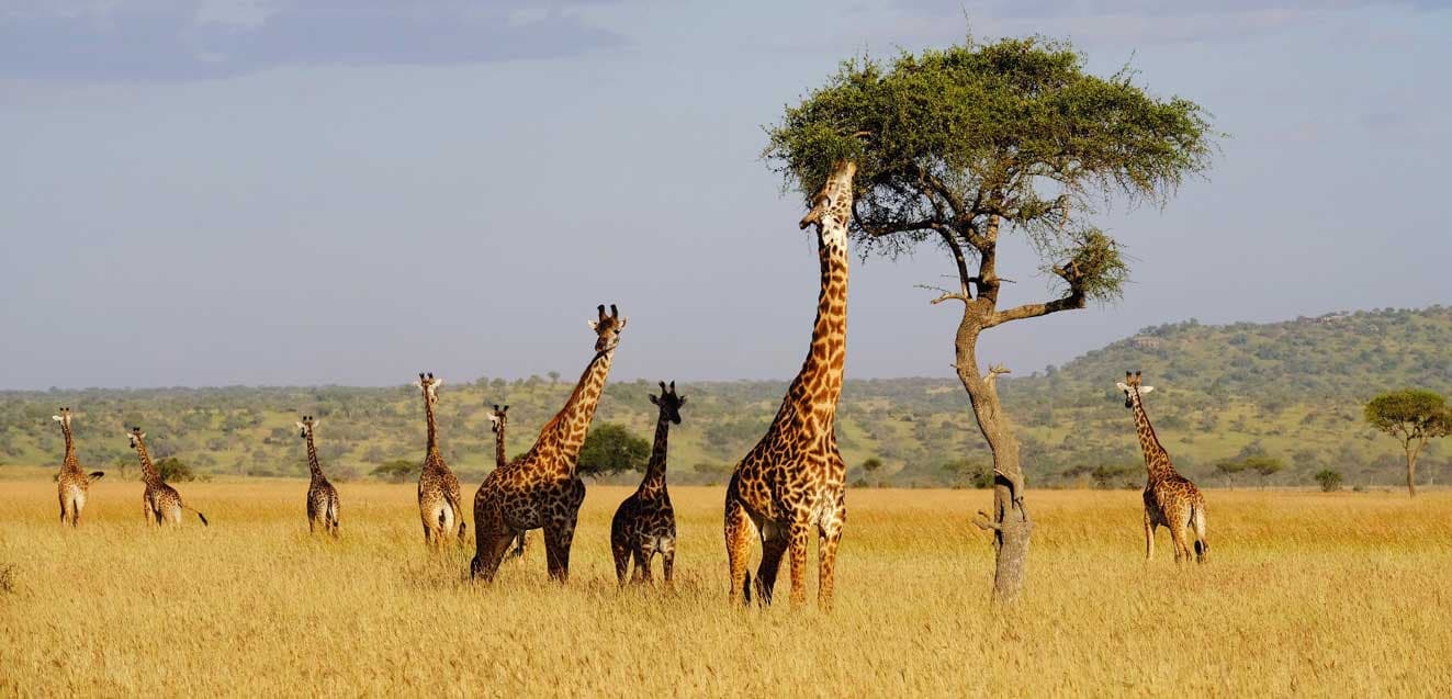 serengeti giraffe acacia IMG 6958 1323x637
