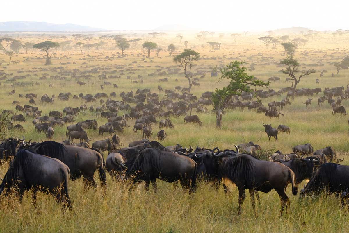 serengeti great migration 2 IMG 7535 1200x802