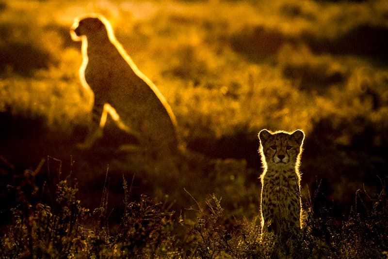 tanzania ngorongoro mother cheetah cub sunset