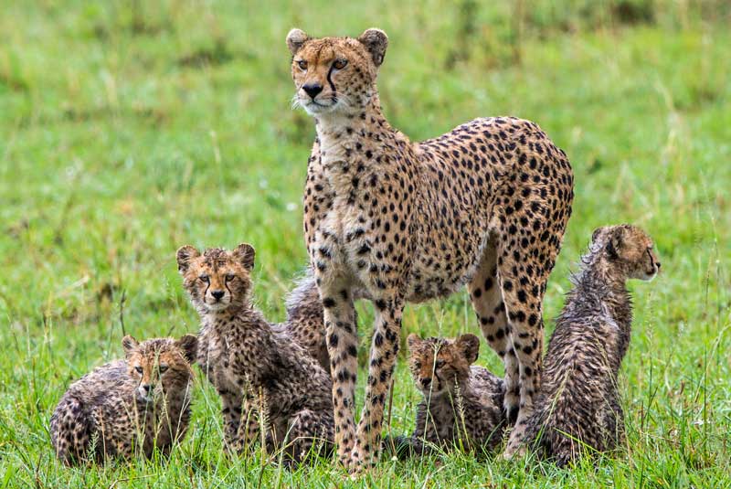 Cheetah mother and cubs after a rainstorm in the Masai Mara, Kenya with GeoEx