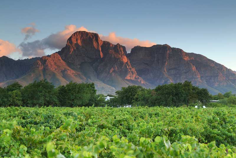 Boschendal Estate vineyards in Stellenbosch, South Africa with GeoEx