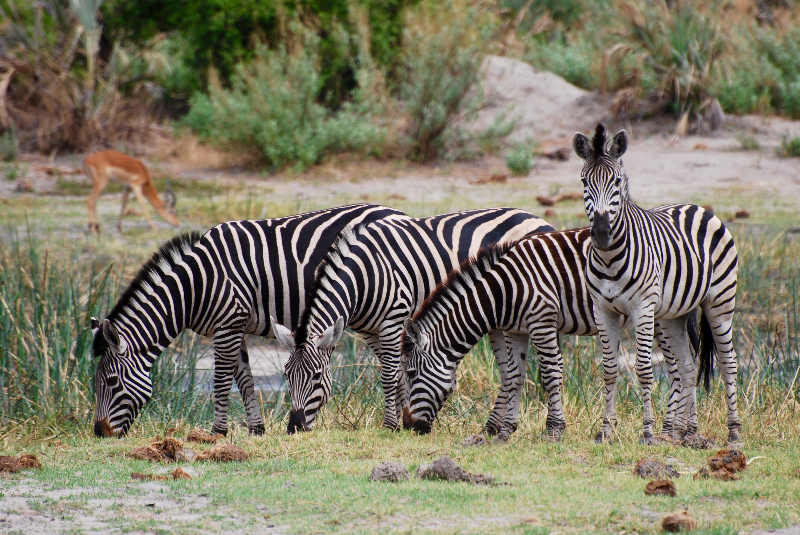 Zebras on safari in Botswana with GeoEx.