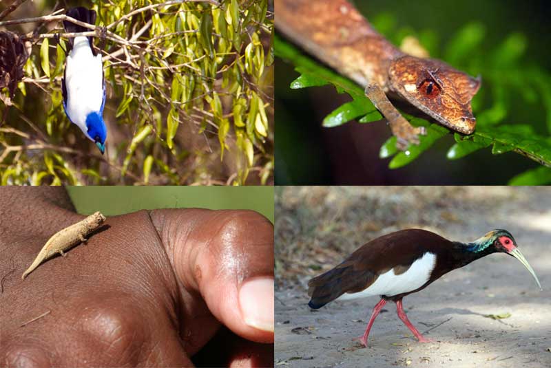 Explore the many species on Madagascar with Lee Fuller as your guide, with GeoEx