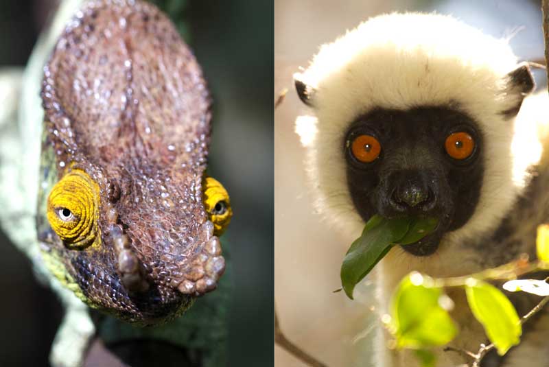 Explore the many species on Madagascar with Lee Fuller as your guide, with GeoEx