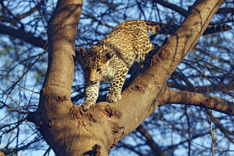 Young Leopard climbing down the tree, Ranthambhor National Park, India, with GeoEx.