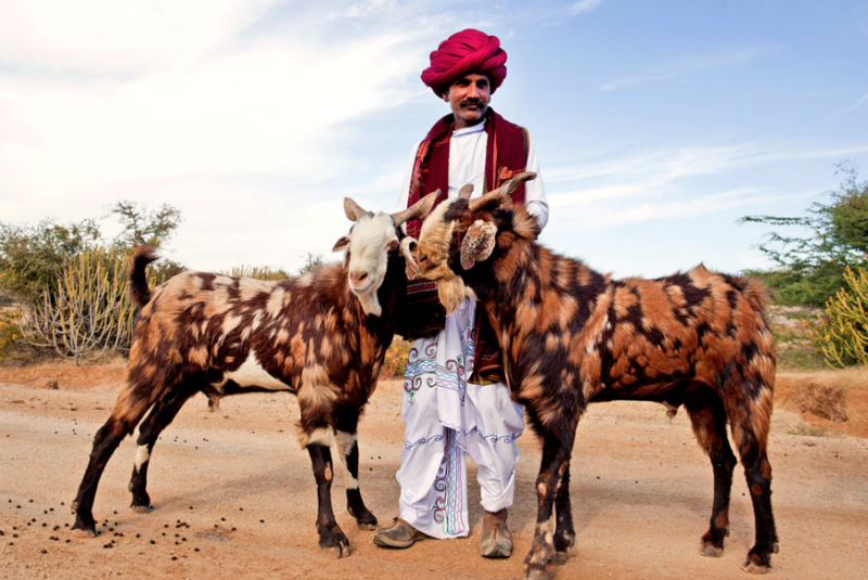 Rabari shepherds in Rajasthan, India, with GeoEx.