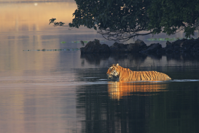 Royal Bengal Tiger swimming in the lake Rajbagh, Ranthambhor National Park, India, with GeoEx.