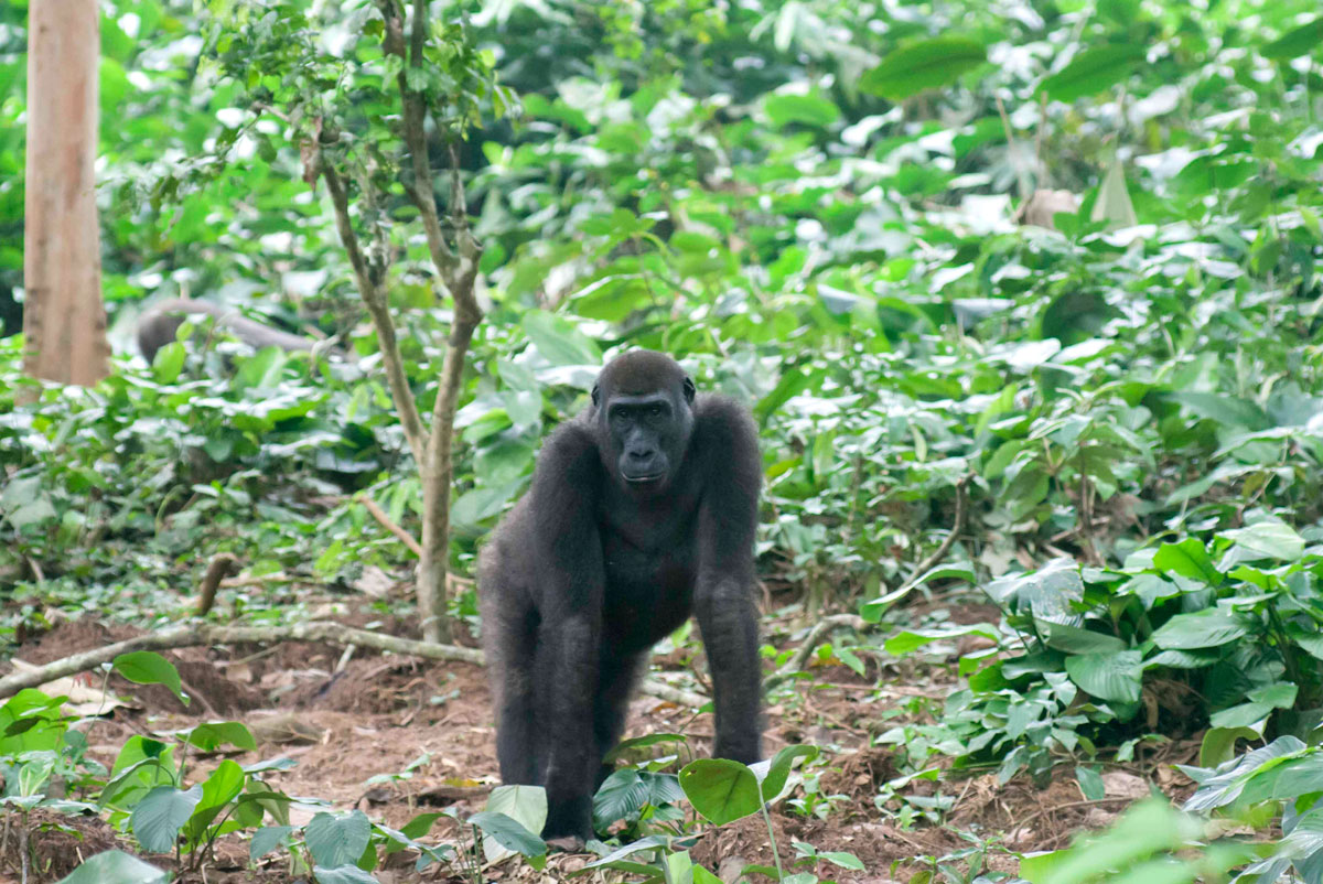 Young gorilla in Odzala-Kokoua National Park, Congo, with GeoEx