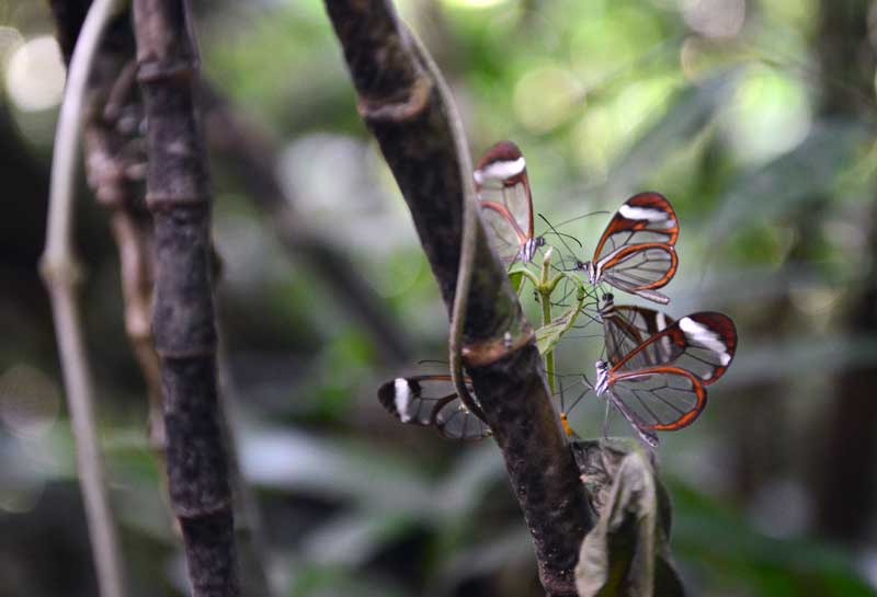 Local butterflies in nature reserve in Nicaragua with GeoEx.