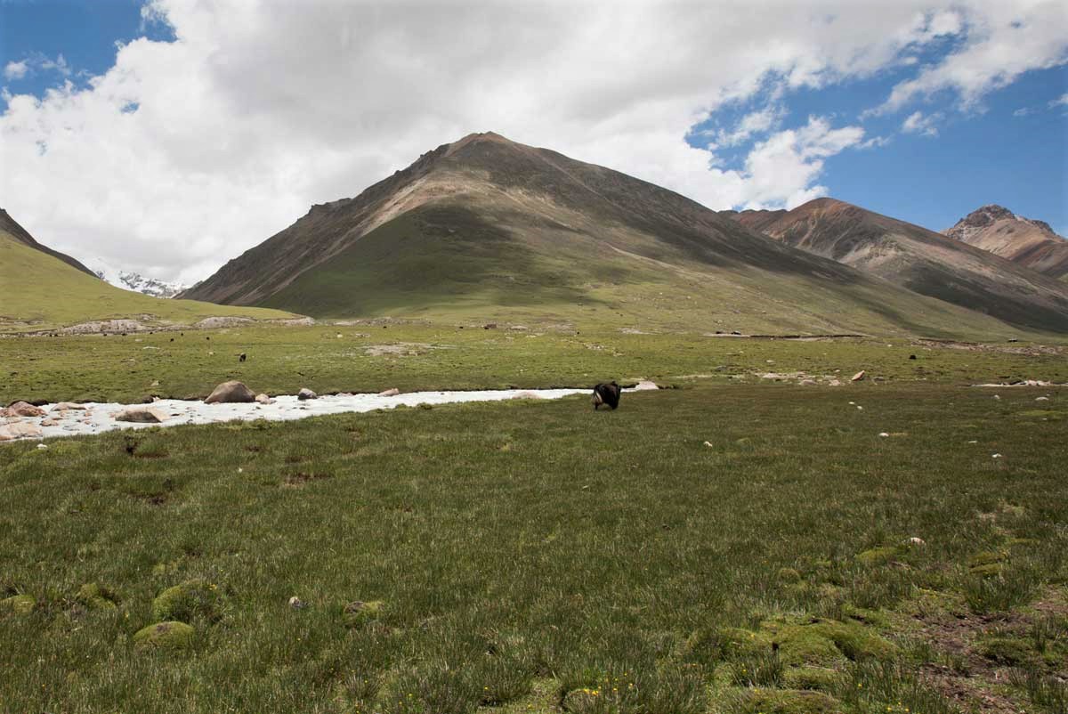 Yaks graze in the Yangpachen Valley, Tibet with GeoEx