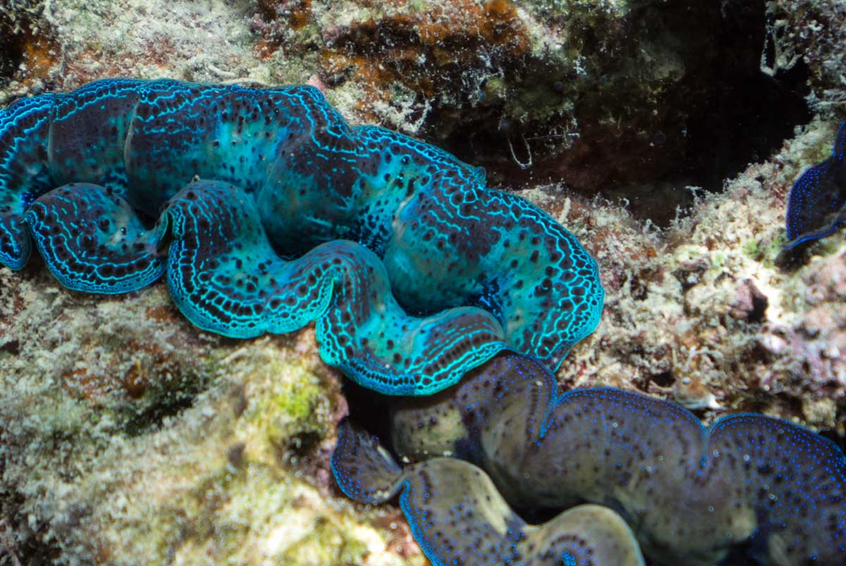 Encountering neon clams while snorkeling at the Great Barrier Reef, Australia with GeoEx