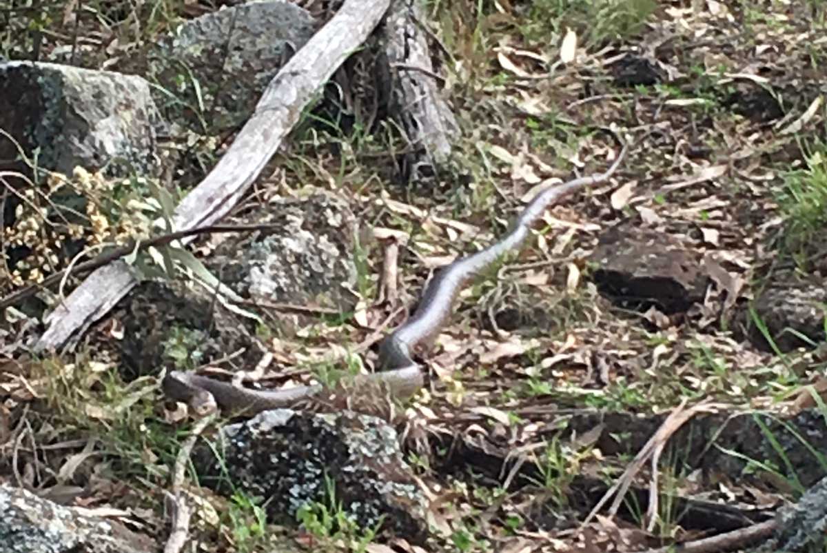 Great Eastern Brown Snake on Queensland's Scenic Rim Trail, Australia with GeoEx