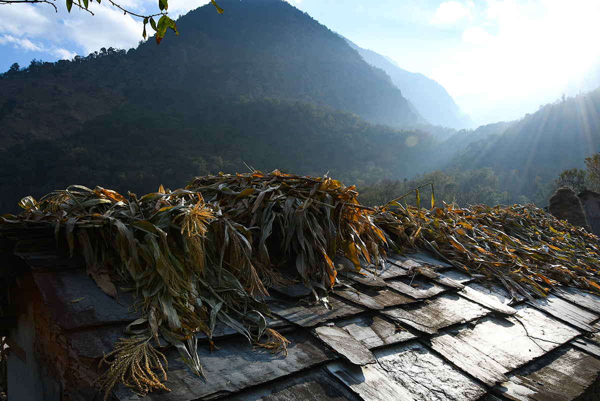 Plants drying on a roof of a village home on the Kuari Pass Trek in India