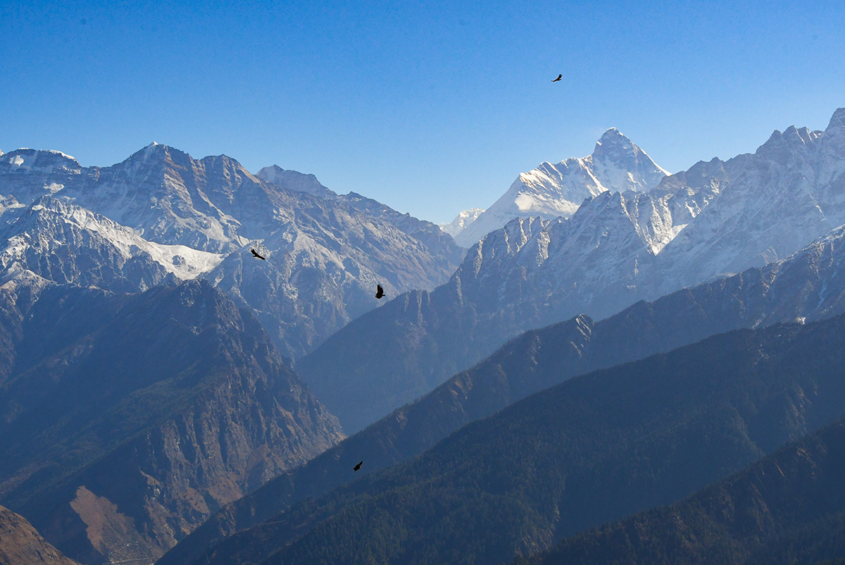 Lammergeiers soaring around Nanda Devi in the Himalayas in India