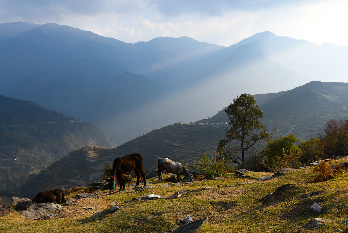 Sunset over horses and the village of Pana in India