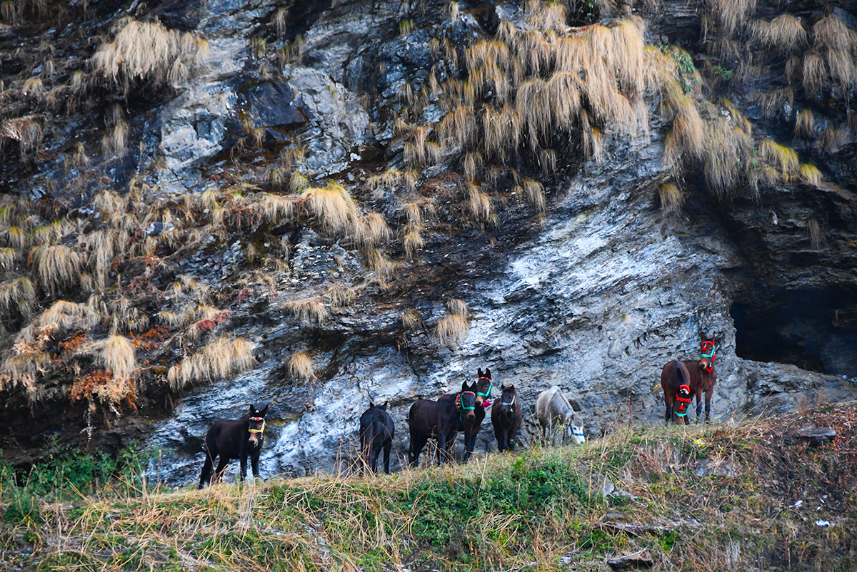 Gear ponies seeking shelter near a cave on the Kuari Pass Trek in India