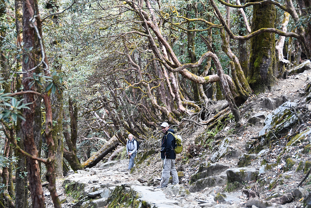 Hiking through a rhododendron forest on the Kuari Pass Trek in India