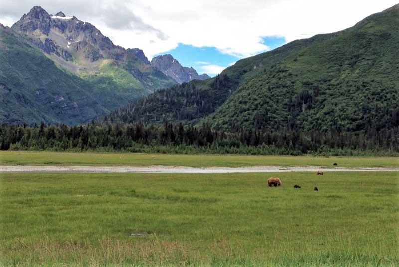 Watching bears in a meadow of Lake Clark National Park, Alaska