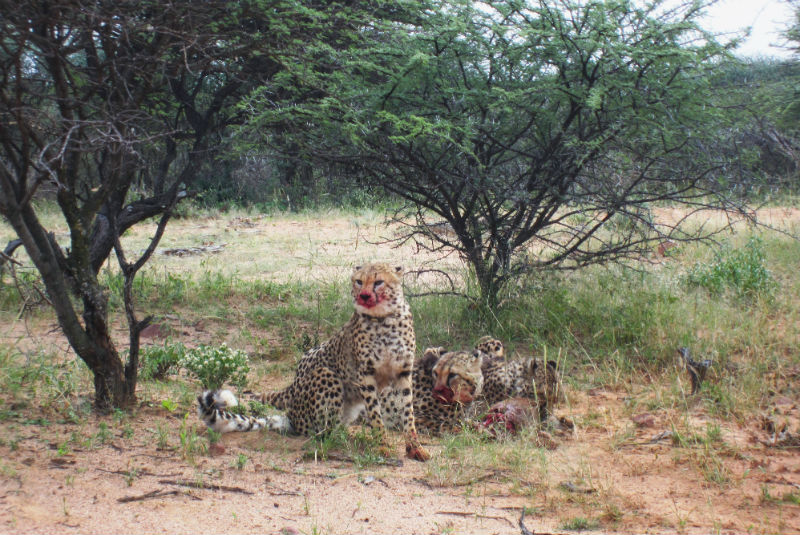 Cheetahs after a kill in Namibia