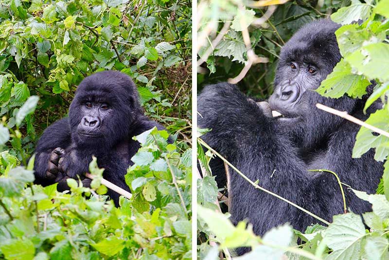Spotting gorillas in the bush in Rwanda on a GeoEx trip