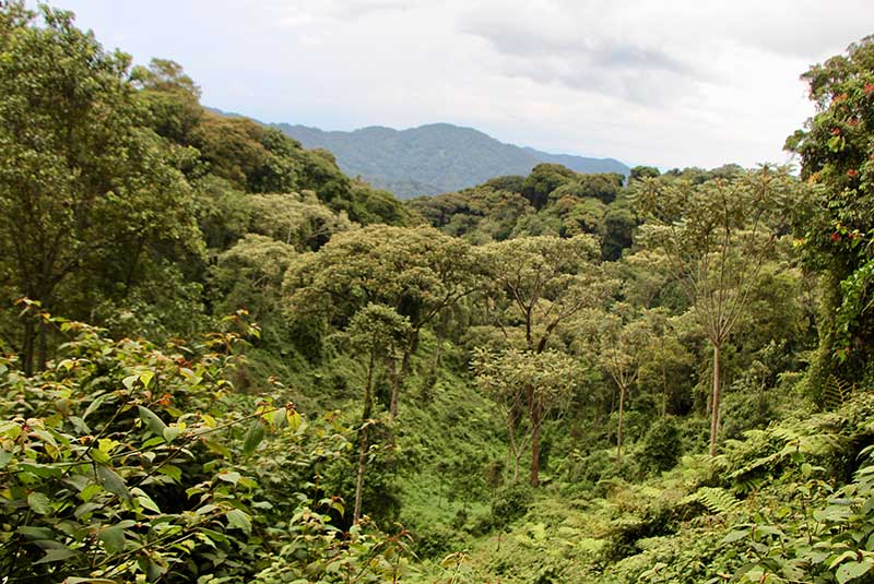 Nyungwe Forest in Rwanda on a GeoEx trip