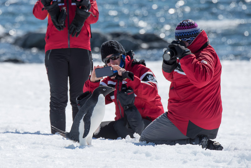 Taking photos of a penguin in Antarctica