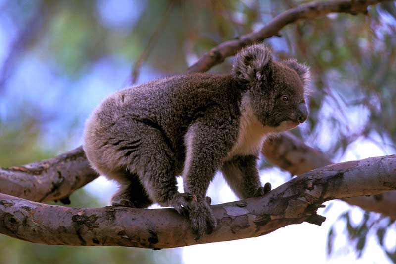 Koala climbs in tree on Kangaroo Island, Australia