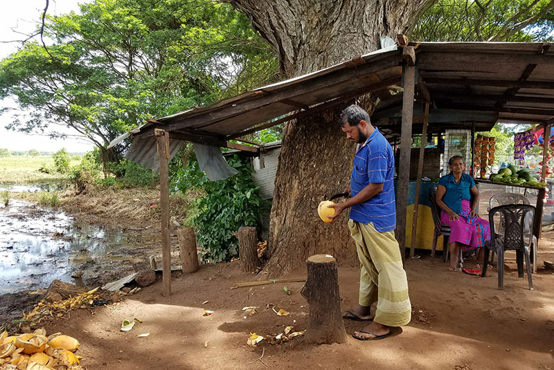 A man cuts into a coconut by a hut in Sri Lanka 