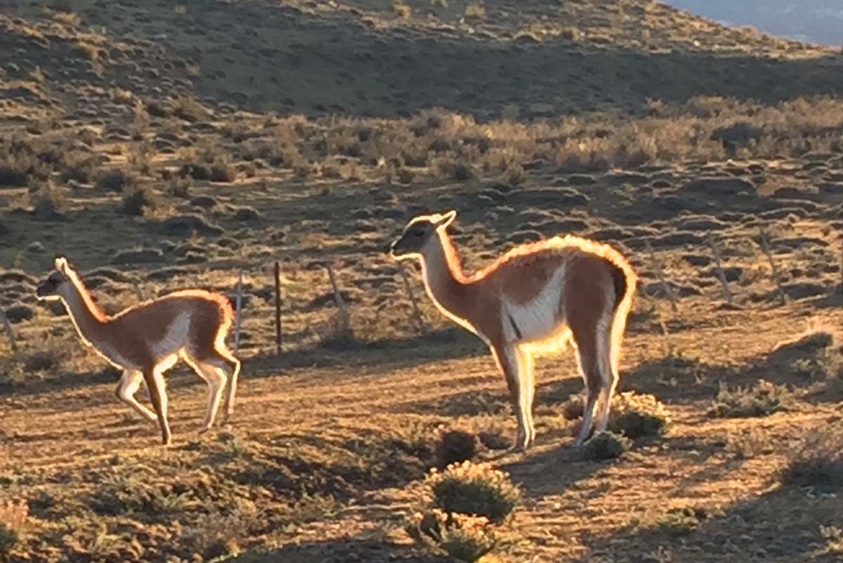 Guanacos on the lookout in Torres del Paine, Patagonia