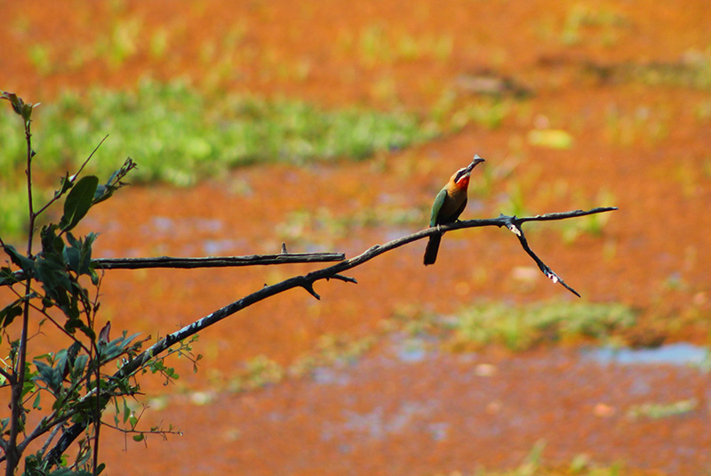 A white-fronted bee-eater eating a bee in Zambia.