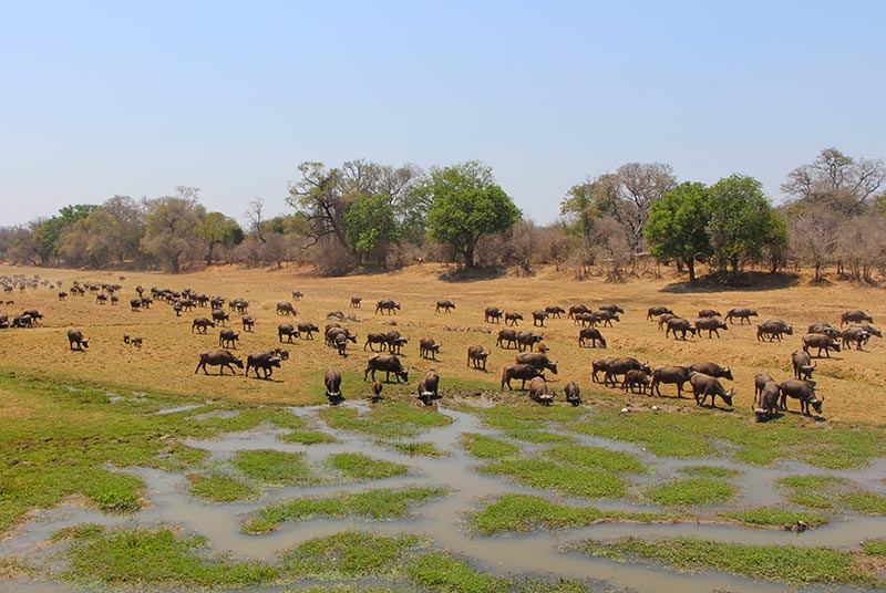 Herd of buffalo gathers in South Luangwa, Zambia