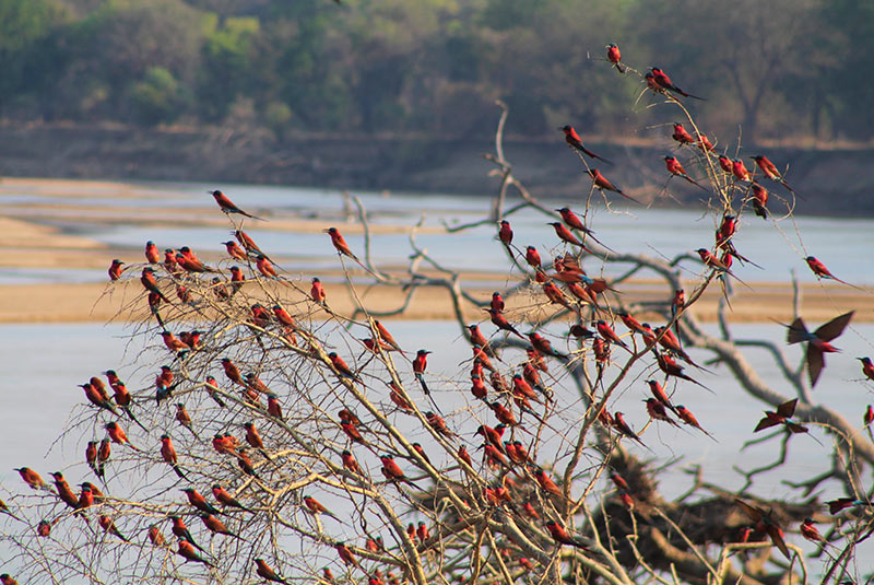Carmine bee-eaters in a tree, Zambia.