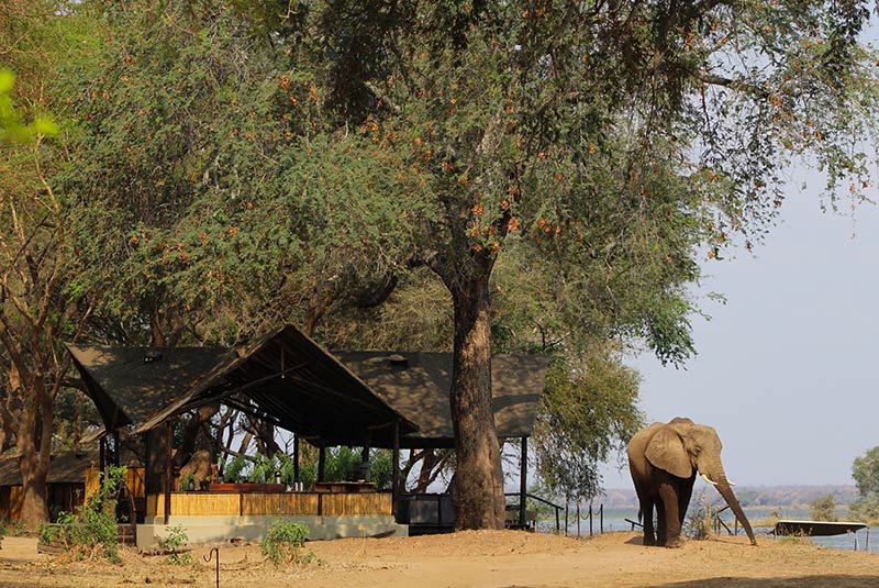 Elephants in camp during a Zambia safari.