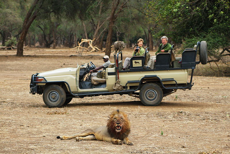 A couple watches a lion from a jeep during a Zambia safari.