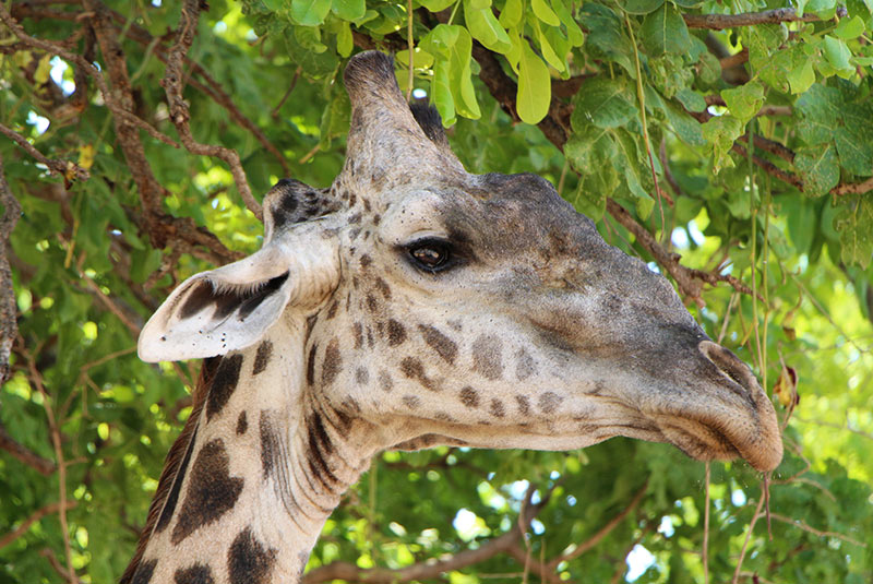 Close-up of giraffe face at lodge in Zambia.
