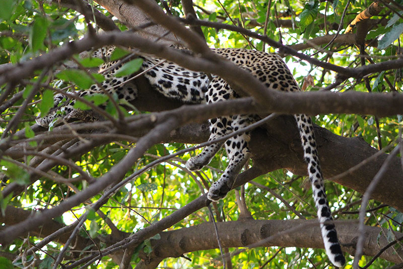 Leopard in a tree spotted on a Zambia safari.
