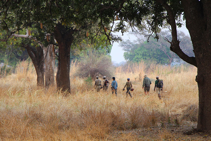 Group of travelers takes a walking safari in Zambia.