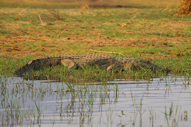 A crocodile in the Zambezi River, Zambia.