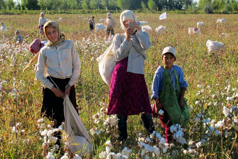 Cotton pickers in the Karakalpakstan area of Uzbekistan, Silk Road 