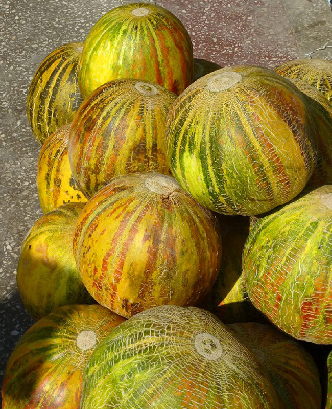 Red- and green-striped melons  in Uzbekistan, Central Asia
