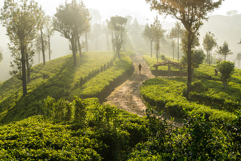 Man walking through tea estate in morning mist, Southern Highlands, Sri Lanka