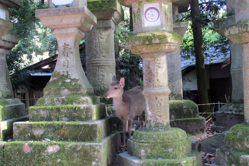 A Shika deer peeks out from moss-covered stone lanterns in Nara Park,  Japan.