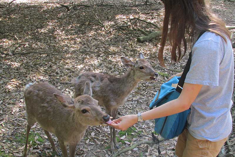 Feeding two Shika deer in Nara Park, near Todai-ji Temple, Nara, Japan.