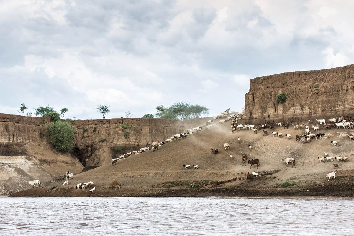 The tribes' cattle on the shore of the Omo river, Ethiopia